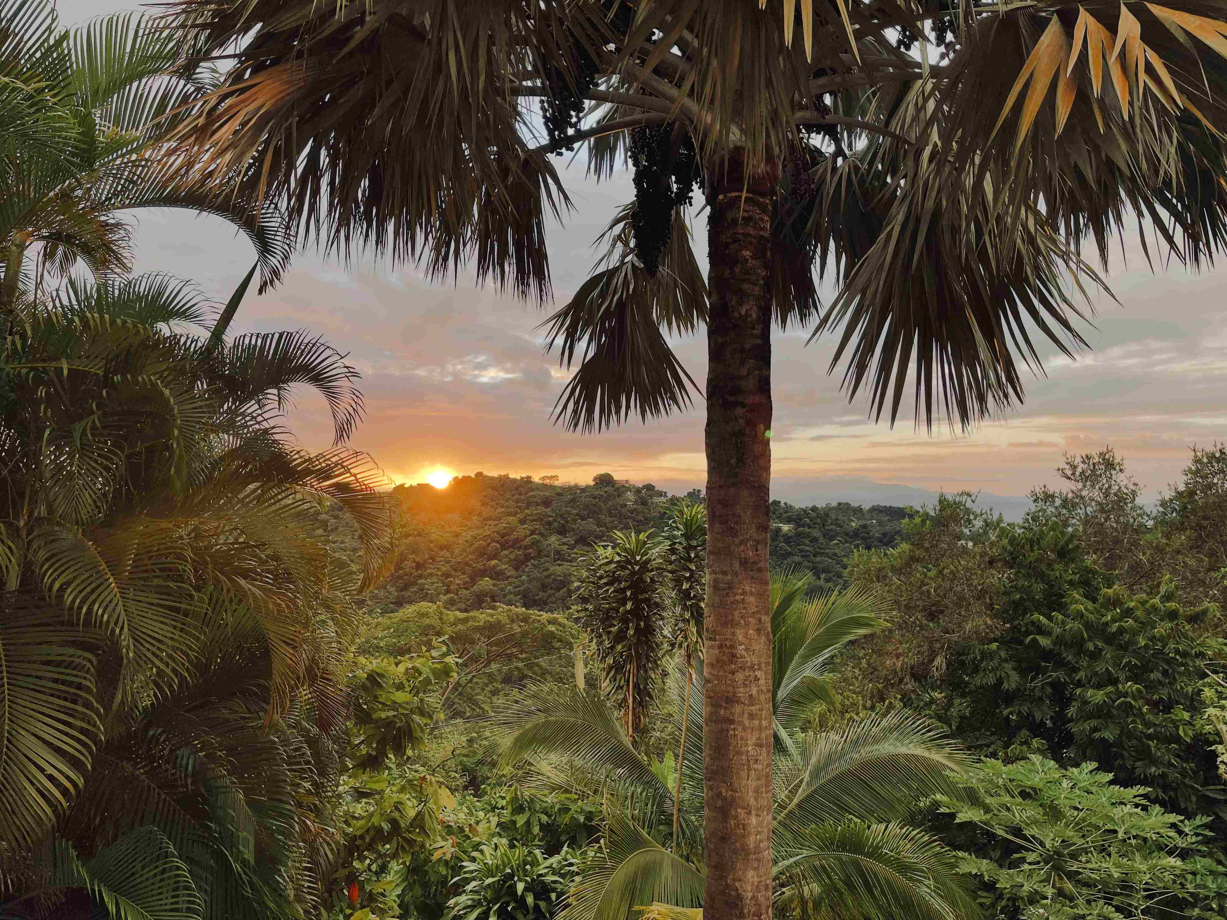 Puerto Rico sunset with palm trees